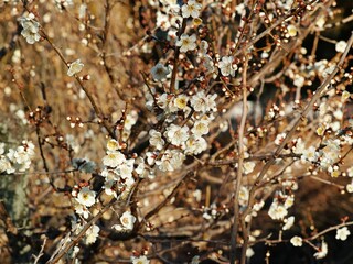 White Cherry Blossoms in Spring