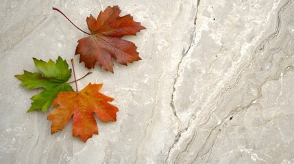 Colorful Autumn Leaves on Light Marble Surface Background