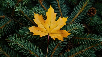 Fototapeta premium yellow maple leaf lies on green coniferous leaves