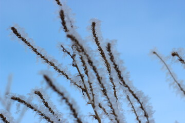 Winter's Delicate Lace