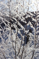 Winter's Delicate Lace