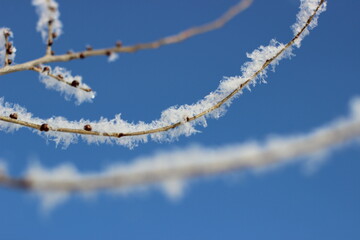 Winter's Delicate Lace