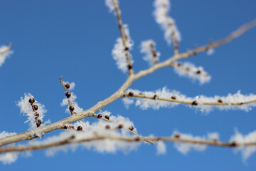 Winter's Delicate Lace
