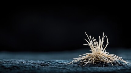 Close-up of a small plant on dark surface.  Possible use Nature photography