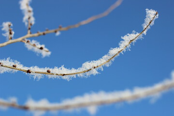 Winter's Delicate Lace
