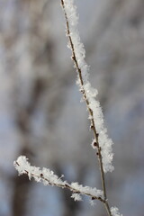 Winter's Delicate Lace
