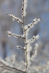 Winter's Delicate Lace