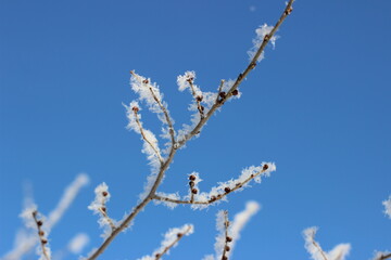 Winter's Delicate Lace