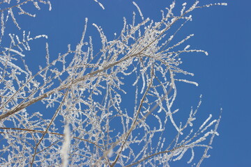 Winter's Delicate Lace