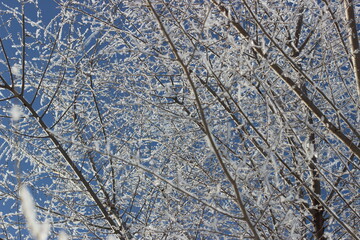 Winter's Delicate Lace