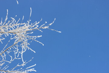 Winter's Delicate Lace
