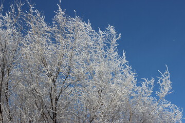 Winter's Delicate Lace
