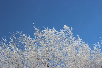 Winter's Delicate Lace
