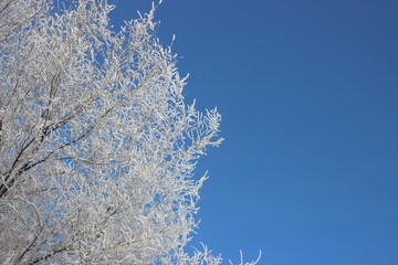 Winter's Delicate Lace