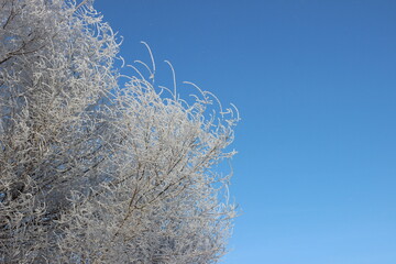 Winter's Delicate Lace