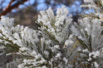 Winter's Delicate Lace