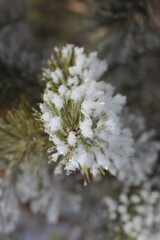 Winter's Delicate Lace