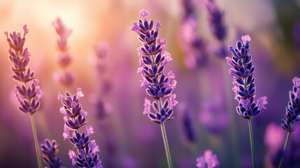 Obraz premium Lavender flowers in field, showcasing vibrant purple hues and delicate petals, evoke sense of calm and tranquility. soft sunlight enhances serene atmosphere