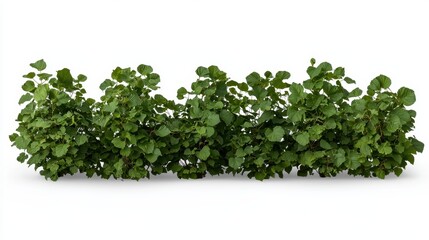 Obraz premium A lush row of vibrant green plants, closely packed, showcasing healthy foliage on a clean white background.