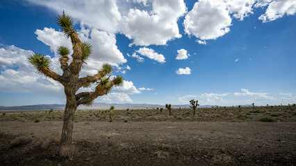 Joshua Tree in Desert Wide Angle 