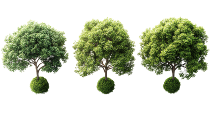 Trio of Trees: A captivating trio of lush, verdant trees stands proudly, their verdant canopies a testament to nature's artistry.