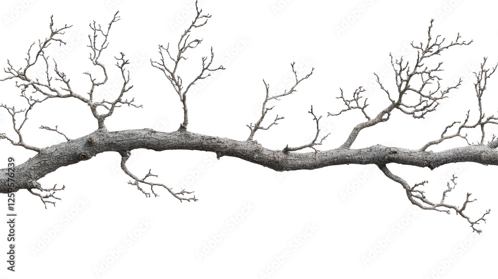 Aufkleber barren branch in monochrome: a stark, close-up shot of a bare tree branch stretches across the frame