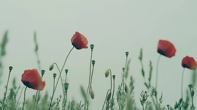 Vibrant red poppies swaying gently in a serene field under a soft, cloudy sky