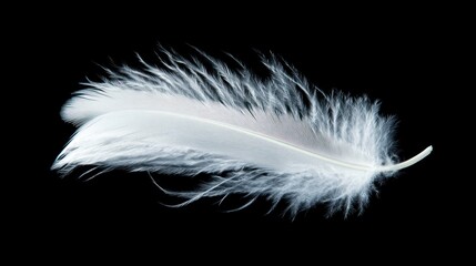 Obraz premium Delicate white feather floating against a black background