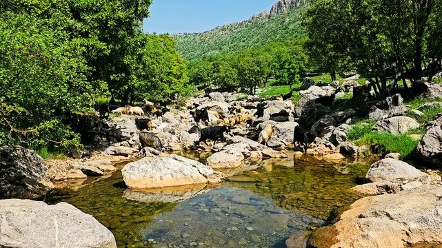 A herd of goats grazing in a rocky, water-filled valley within the lush forests of the Zagros mountains.
📍Kani Khiaran, Dezli - Kurdistan