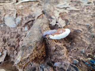 a beautiful, small, bright mushroom with a white cap and an orange stem grew on the trunk of an old tree against the background of brown bark in a park or forest in India