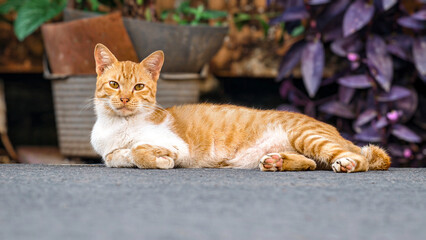 Stock Photo ID: 2581450937

A relaxed ginger cat lounging comfortably on a paved surface, surrounded by lush greenery, showcasing its charming personality.