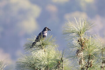 Black himalyan bulbul 