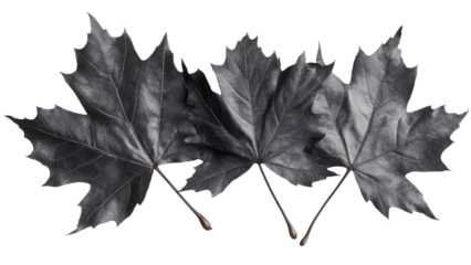 Black Maple Leaves on Transparent Background, Delicate and intricate leaf design, Perfect for digital projects and graphic design applications