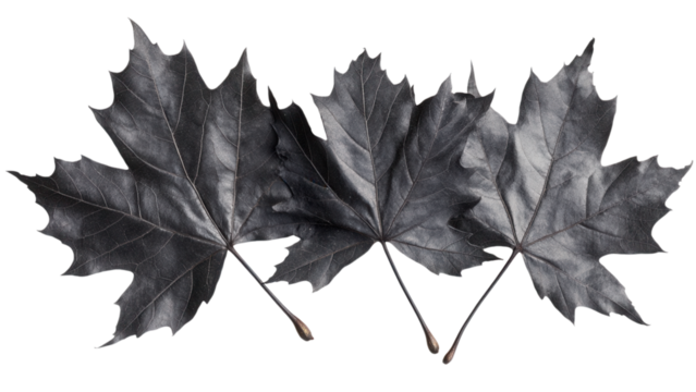 Black Maple Leaves on Transparent Background, Delicate and intricate leaf design, Perfect for digital projects and graphic design applications