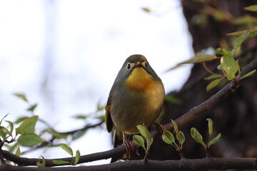 coloured bird in junglr