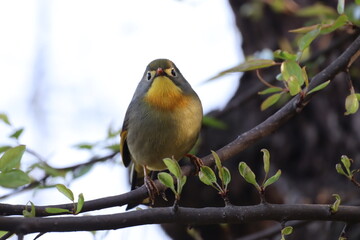 coloured bird in junglr