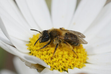 Closeup on a brown hairy female groove-faced mining bee, Andrena angustior, sitting on a white yellow flower