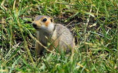 Gopher