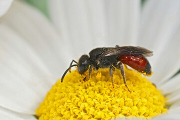 Closeup on a colorful red cuckoo blood bee species, Sphecodes , sitting in a white yellow flower