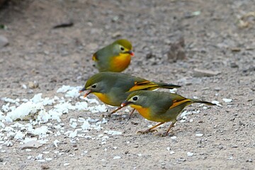 coloured bird in junglr