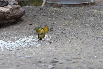 coloured bird in junglr