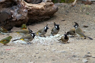 Fototapeta premium Black himalyan bulbul 