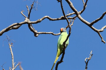 Parakeet on tree