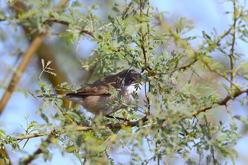 Whitethroat on tree