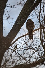 A sparrowhawk sits on a tree branch
