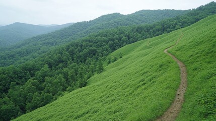 Obraz premium Winding mountain trail, green hills, scenic view, summer hike, nature backdrop