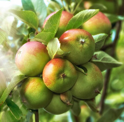 Agriculture, growth and organic apples on tree outdoor in orchard for farming or sustainability. Crops, harvest and season with fruit growing in countryside for eco friendly or net zero agribusiness