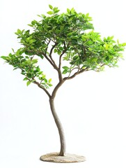 Stylish indoor large tree plant on a soft grey light background. Perfect for home decor, office greenery, or botanical themes. High-quality, natural, and elegant