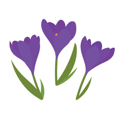 Set of spring flowers and snowdrop buds on white background. Wild spring blooming flowers. Flat vector illustration	