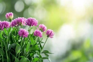 Beautiful Pink Flowers with Soft Background in Spring Garden. 